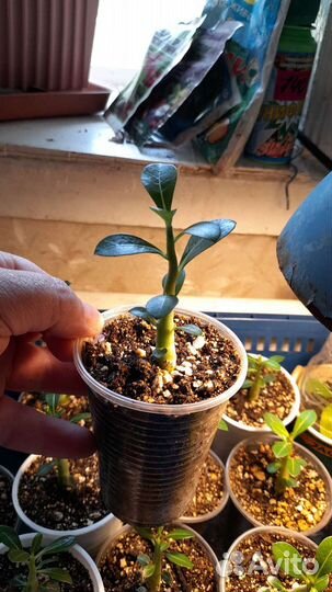 Адениум, гибискус