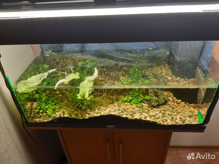 Аквариум Juwel (180 литров)