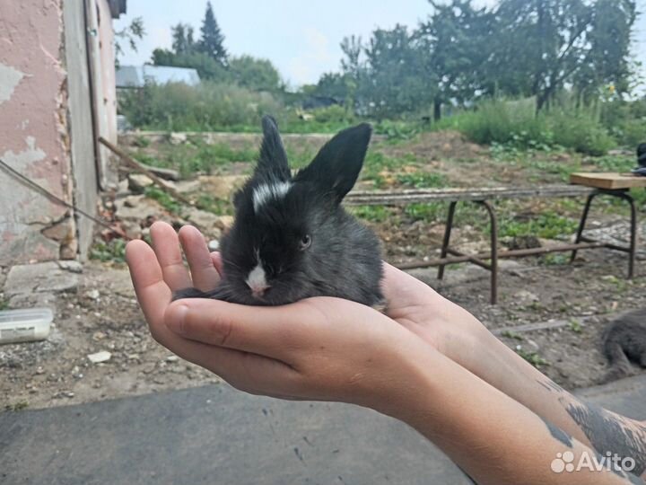 Декоративные кролики