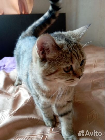 Кошка