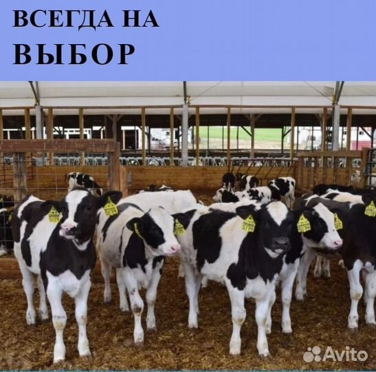 Бычки и телята от месяца