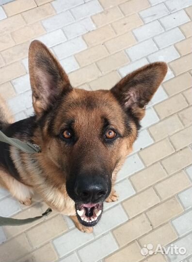 Кинолог. Дрессировка собак