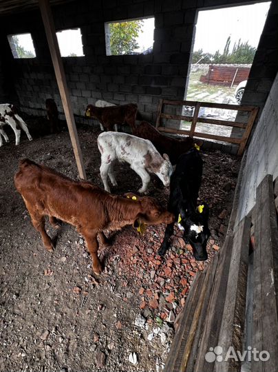 Телята телочки