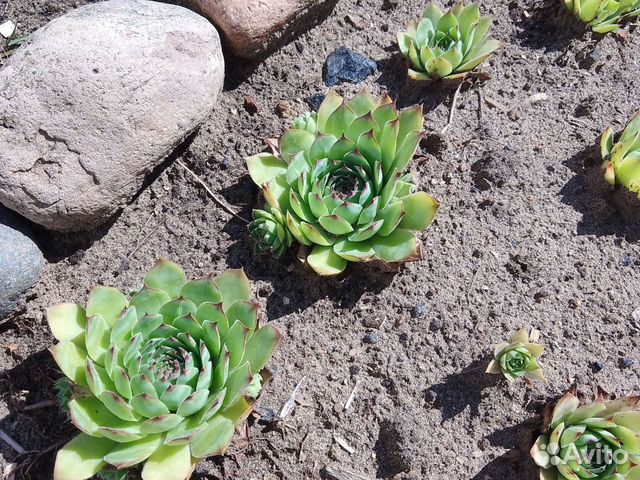 Каменная роза, безвременник