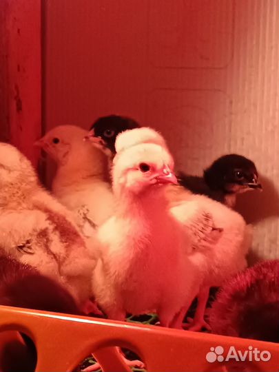 Бройлер, Утята,Гусята,Цыплята