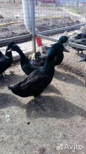 Инкубационное яйцо утки каюга