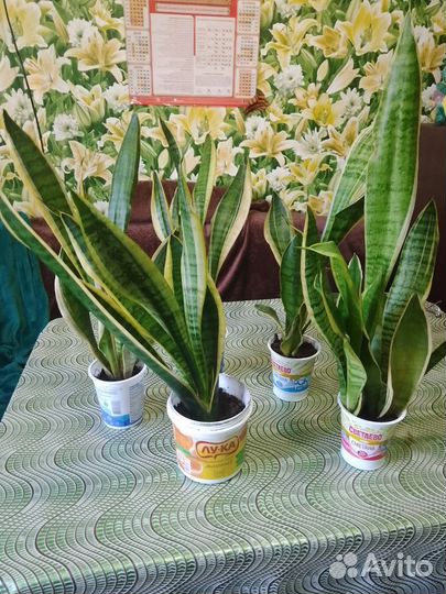 Сансевиерия сортовая