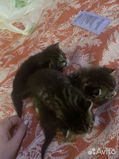 Котята