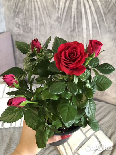 Роза домашняя в горшке,саженцы,комнатные цветы