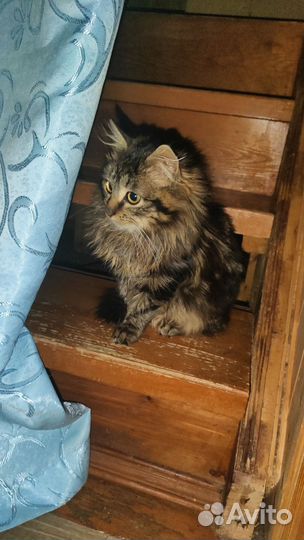 Мейн-кун в добрые руки бесплатно