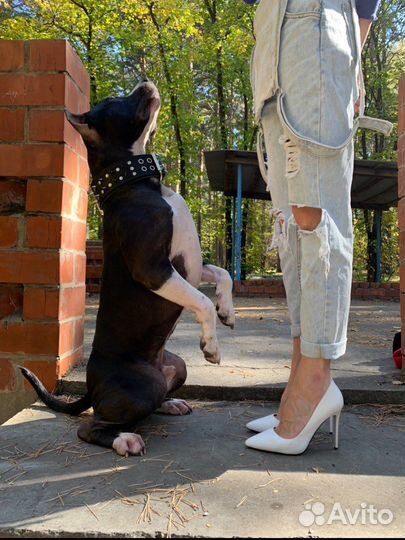 Кинолог. Тренер собак