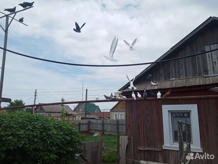 Продажа голубей