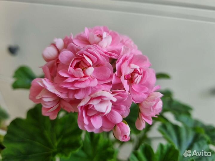 Пеларгония сортовая Anita