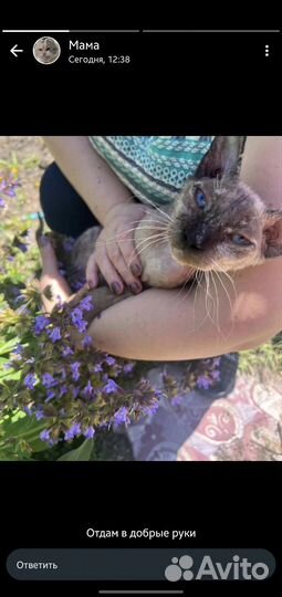 Кошка сфинкс