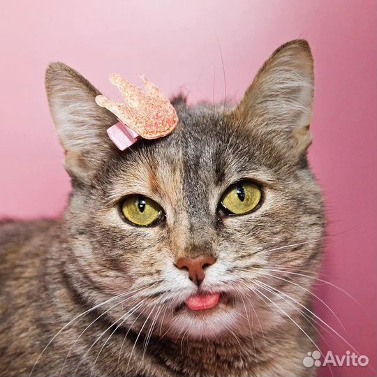 Британская кошка в дар бесплатно Клюква