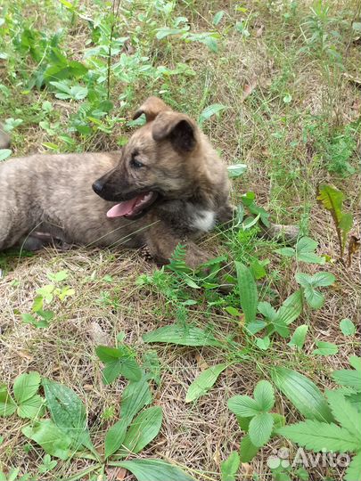 Отдам щенка в добрые руки