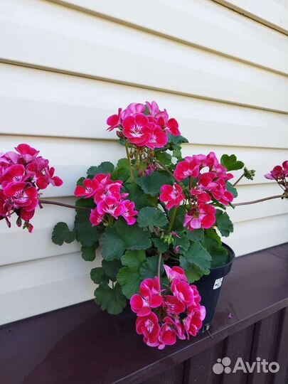 Герань пеларгония