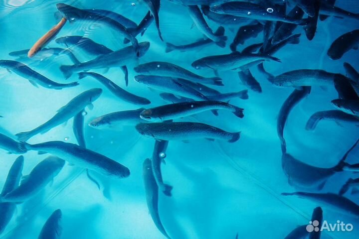 Форель свежемороженая (опт/доставка)