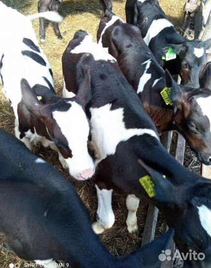 Бычки на откорм