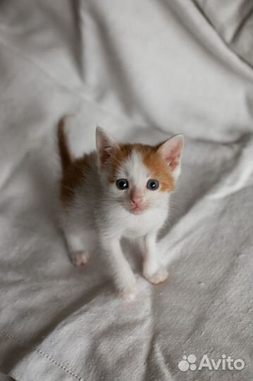 Котенок Штирлиц рядом, значит все в порядке 2 мес