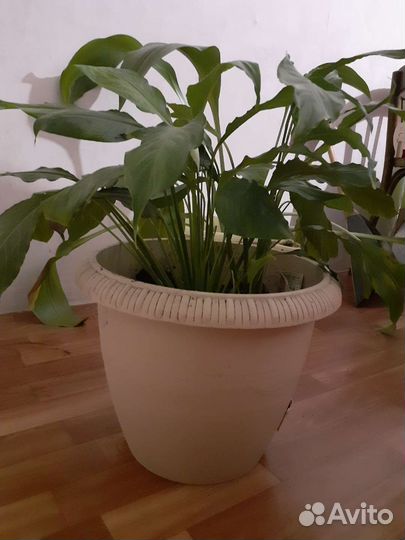 Комнатные растения