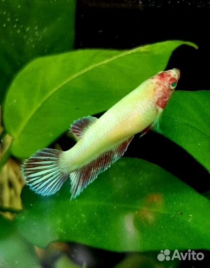 Петушок глофиш салатовый