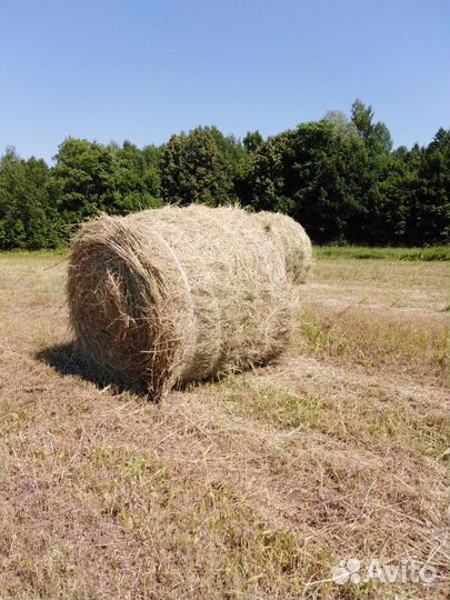 Сено в рулонах