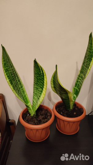 Сансевиерия лауренти