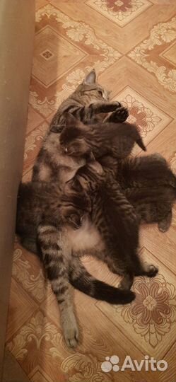 Кошка в дар бесплатно