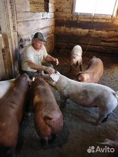 Поросята помесь ландрас дюрок