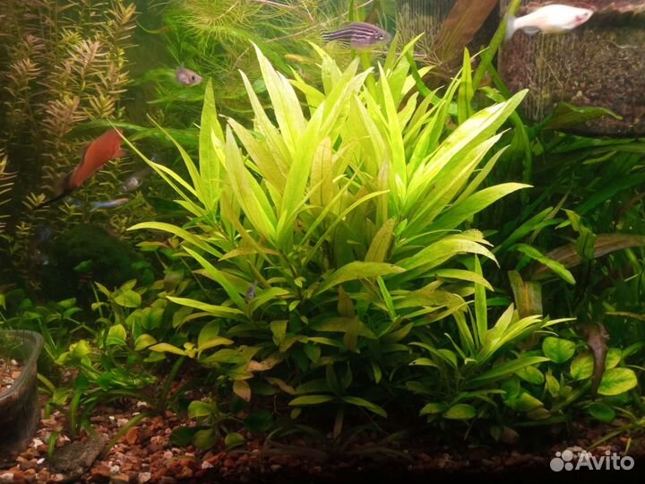 Мох аквариумный. Разная трава для аквариума