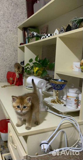 Котята золотая шиншилла
