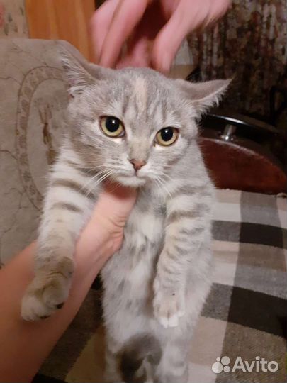 Отдам котят