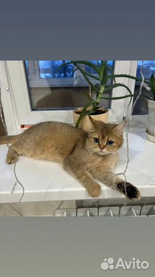 Шотландские золотые шиншилла