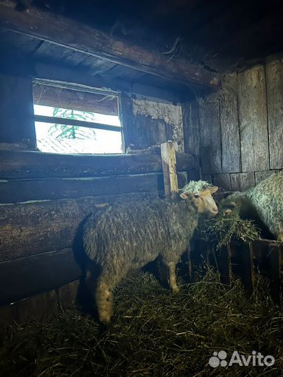 Бараны куйбышевские