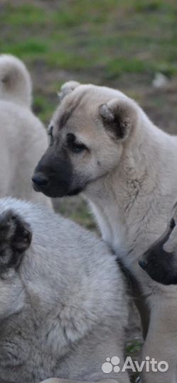 Щенки турецкого кангала