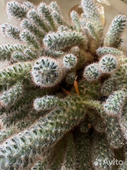 Кактус цветущий