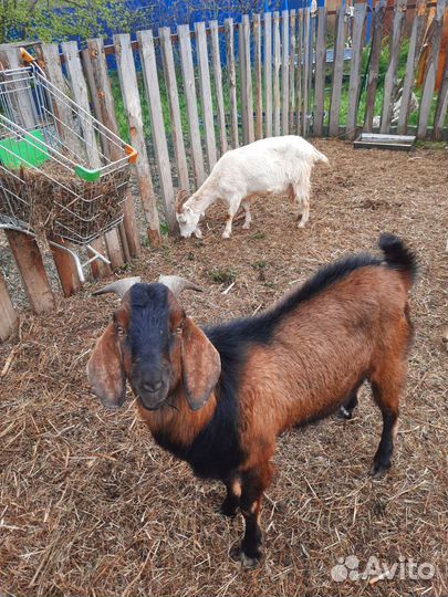 Нубийский козел