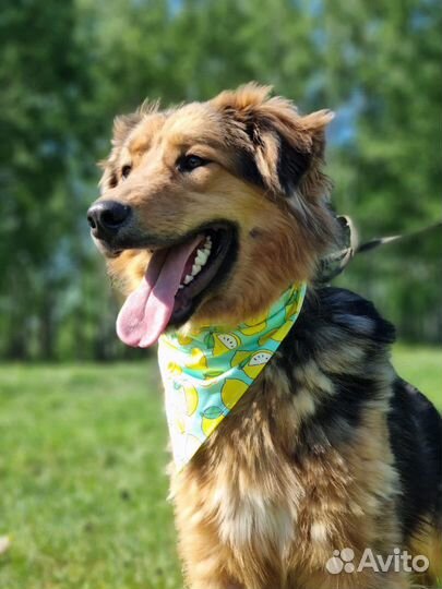 Нереальный красавец в приюте