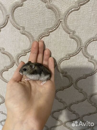 Джунгарский хомяк