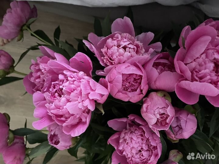 Пионы на срез