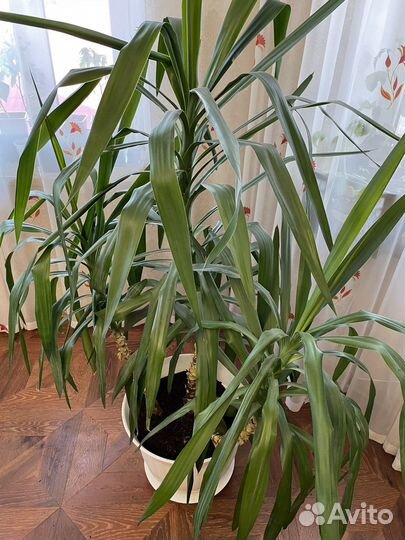 Юкка, пальма, офисное растение