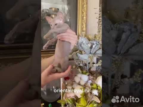 Элитный котёнок Петерболд девочка от папы-чемпиона объявление продам
