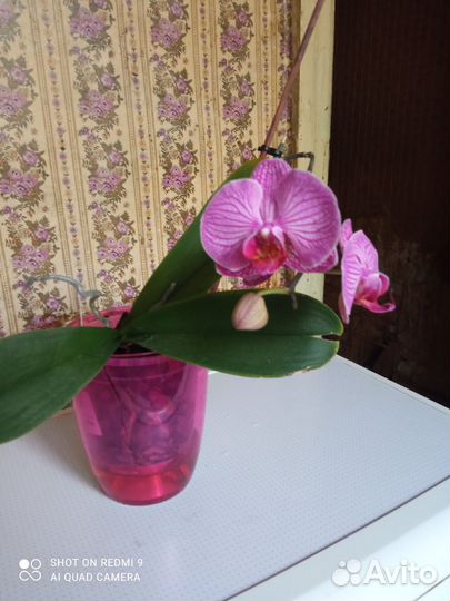Орхидея фаленопсис