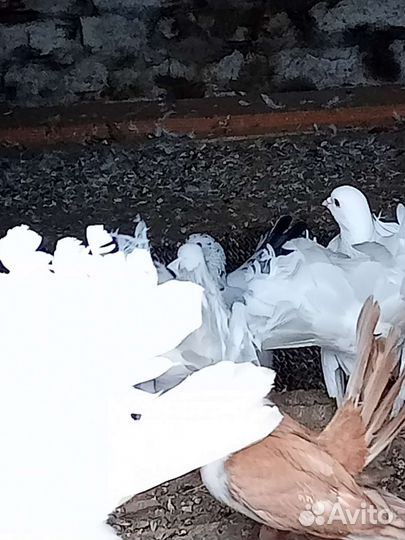 Продам голубей