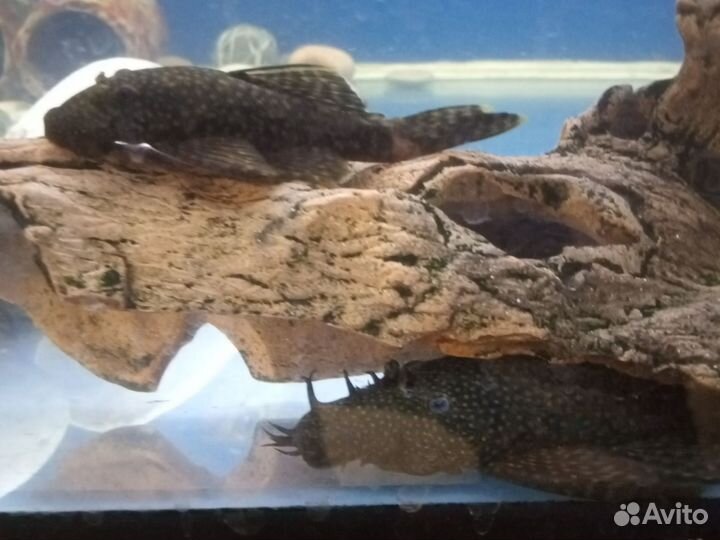 Аквариумные рыбки