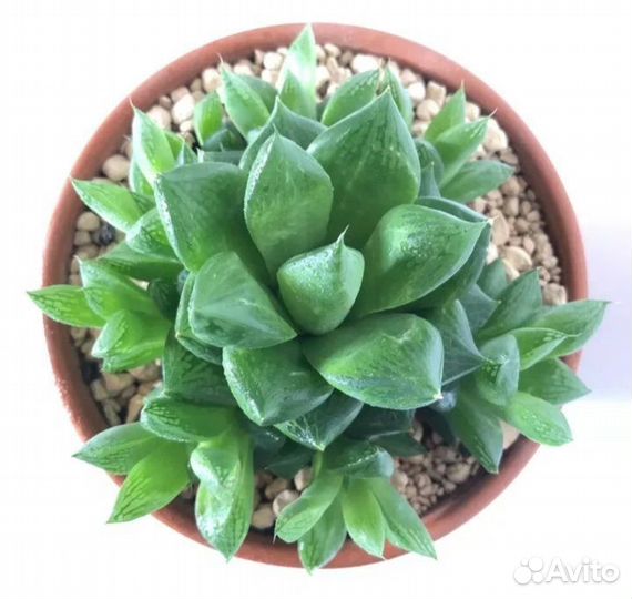 Хавортия ладьевидная, Лимифолия,Жемчужная