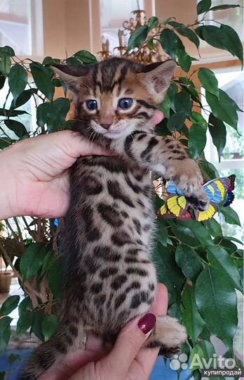 Бенгальская кошка