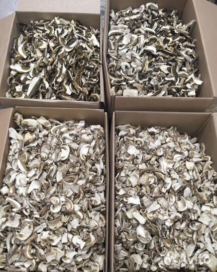 Грибы белые