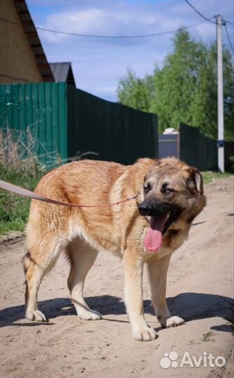 Собака 3х лет Джейн в добрые руки